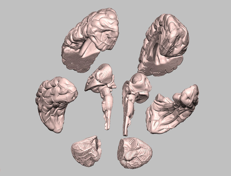 Human Brain Medical Model  For Educational Purposes  3D print model_5