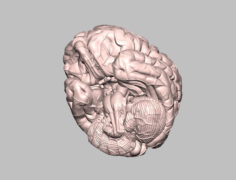 Human Brain Medical Model  For Educational Purposes  3D print model_8