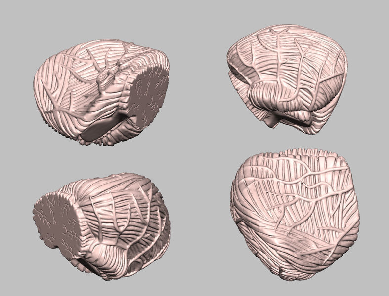 Human Brain Medical Model  For Educational Purposes  3D print model_11