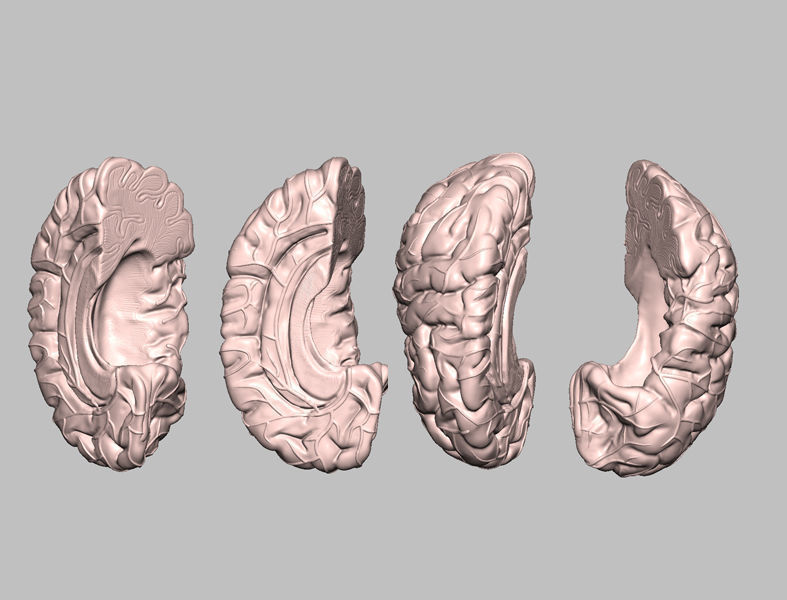 Human Brain Medical Model  For Educational Purposes  3D print model_9