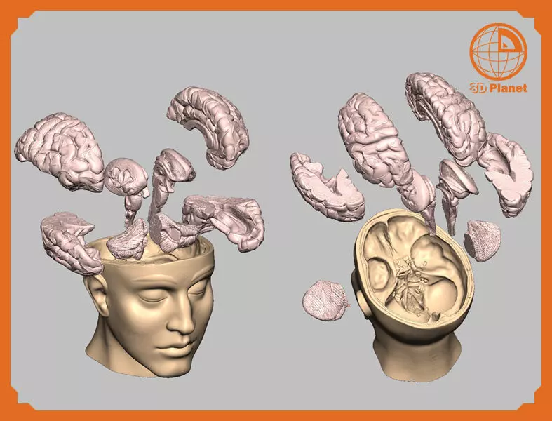 Human Brain Medical Model  For Educational Purposes  3D print model_0