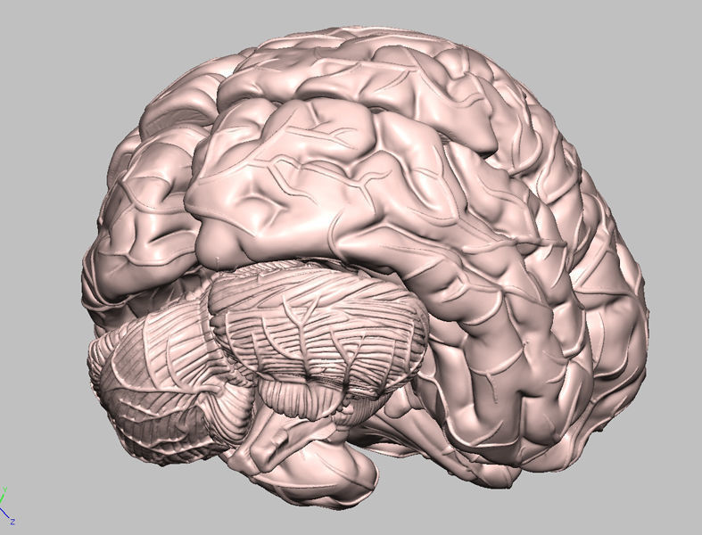 Human Brain Medical Model  For Educational Purposes  3D print model_7