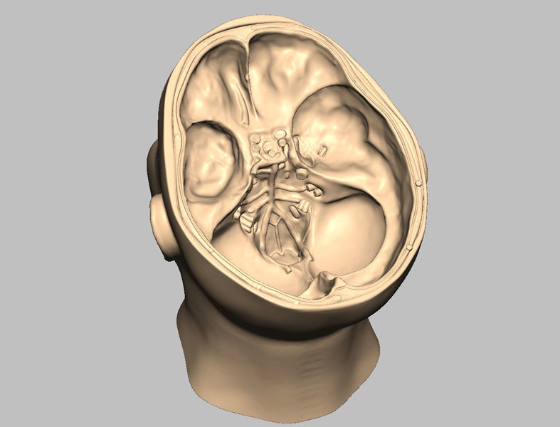 Human Brain Medical Model  For Educational Purposes  3D print model_3