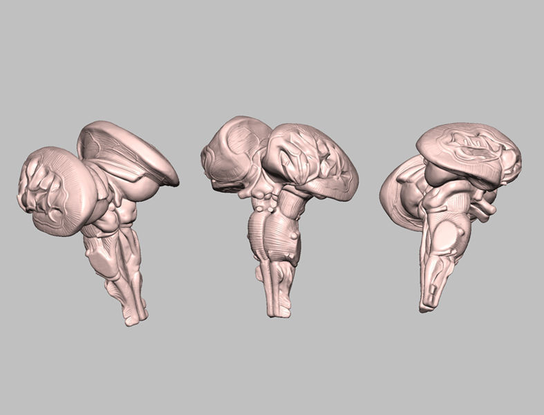 Human Brain Medical Model  For Educational Purposes  3D print model_10