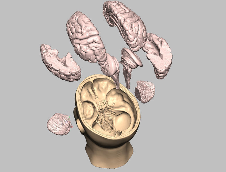 Human Brain Medical Model  For Educational Purposes  3D print model_1