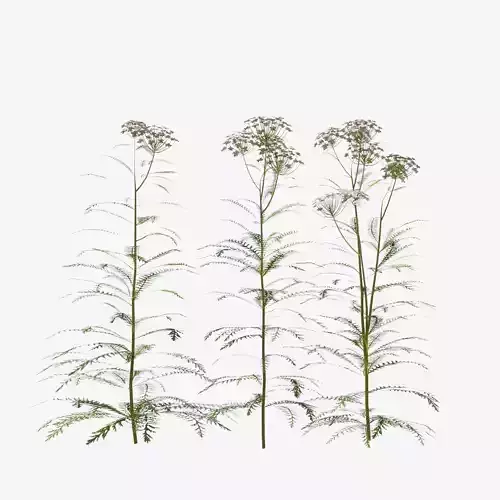 Common Yarrow Plant Achillea millefolium 3D model