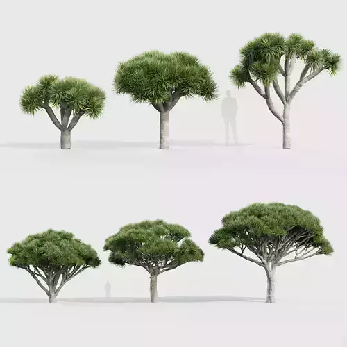 Dracaena draco Dragon tree 3D model