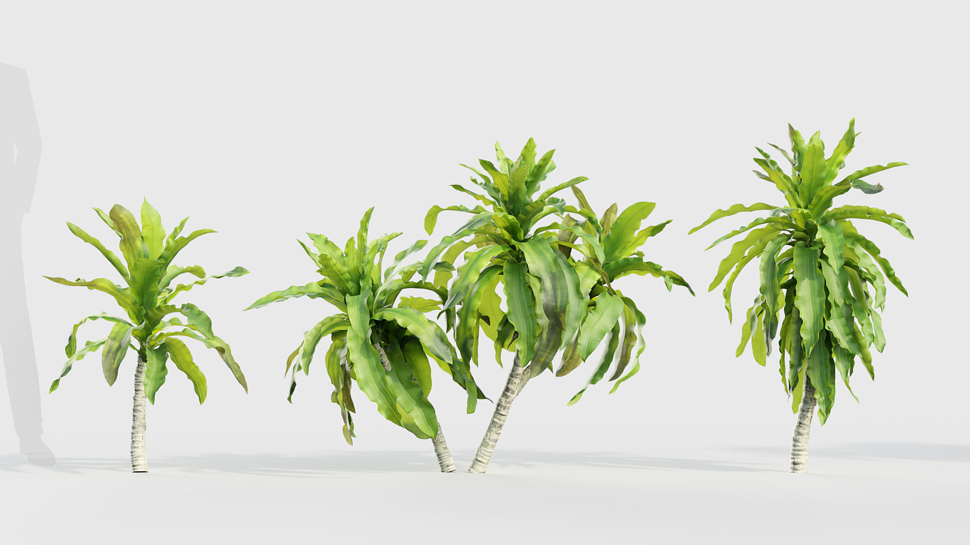 Dracaena aletriformis Dragon tree 3D model_2
