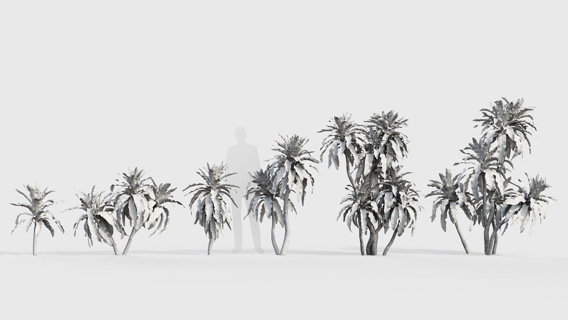 Dracaena aletriformis Dragon tree 3D model_8
