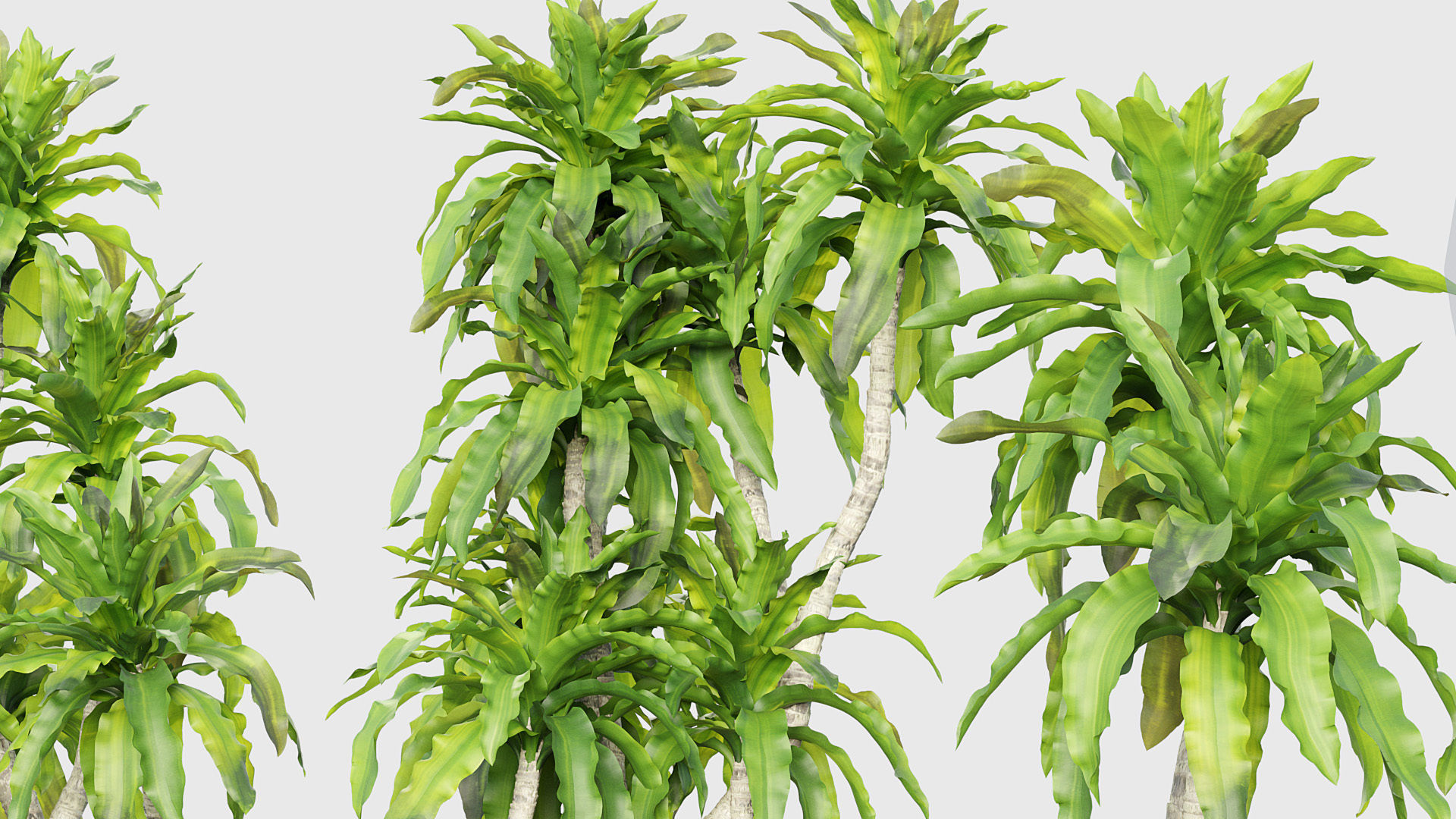 Dracaena aletriformis Dragon tree 3D model_5