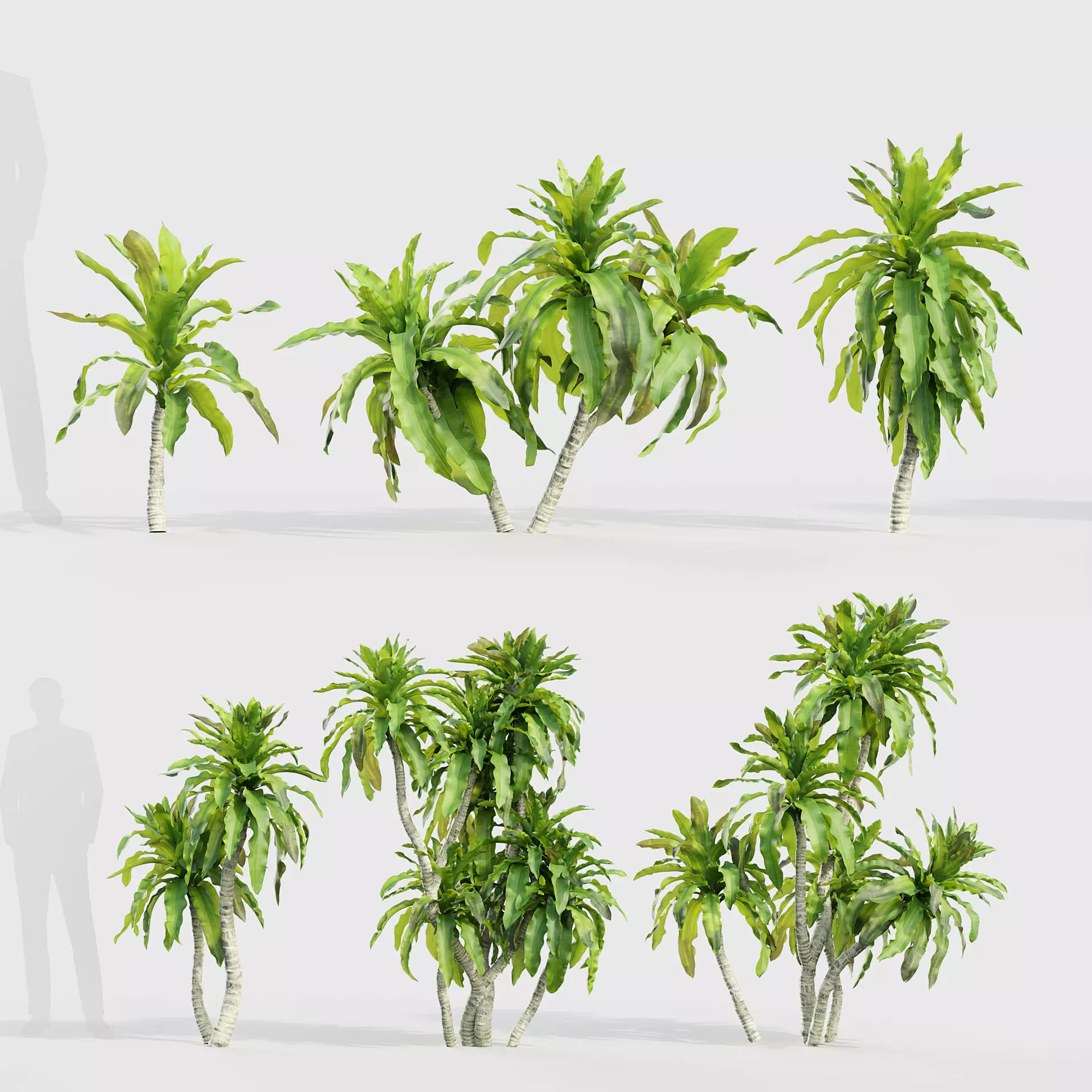 Dracaena aletriformis Dragon tree 3D model_0