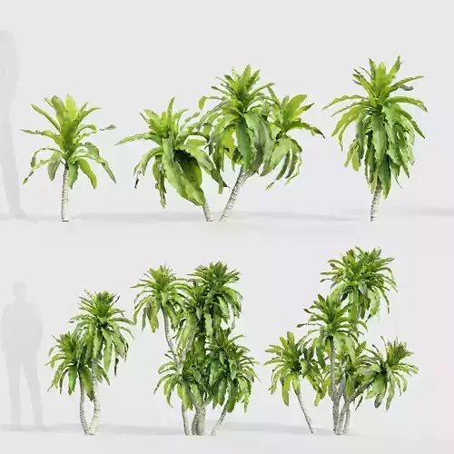 Dracaena aletriformis Dragon tree 3D model