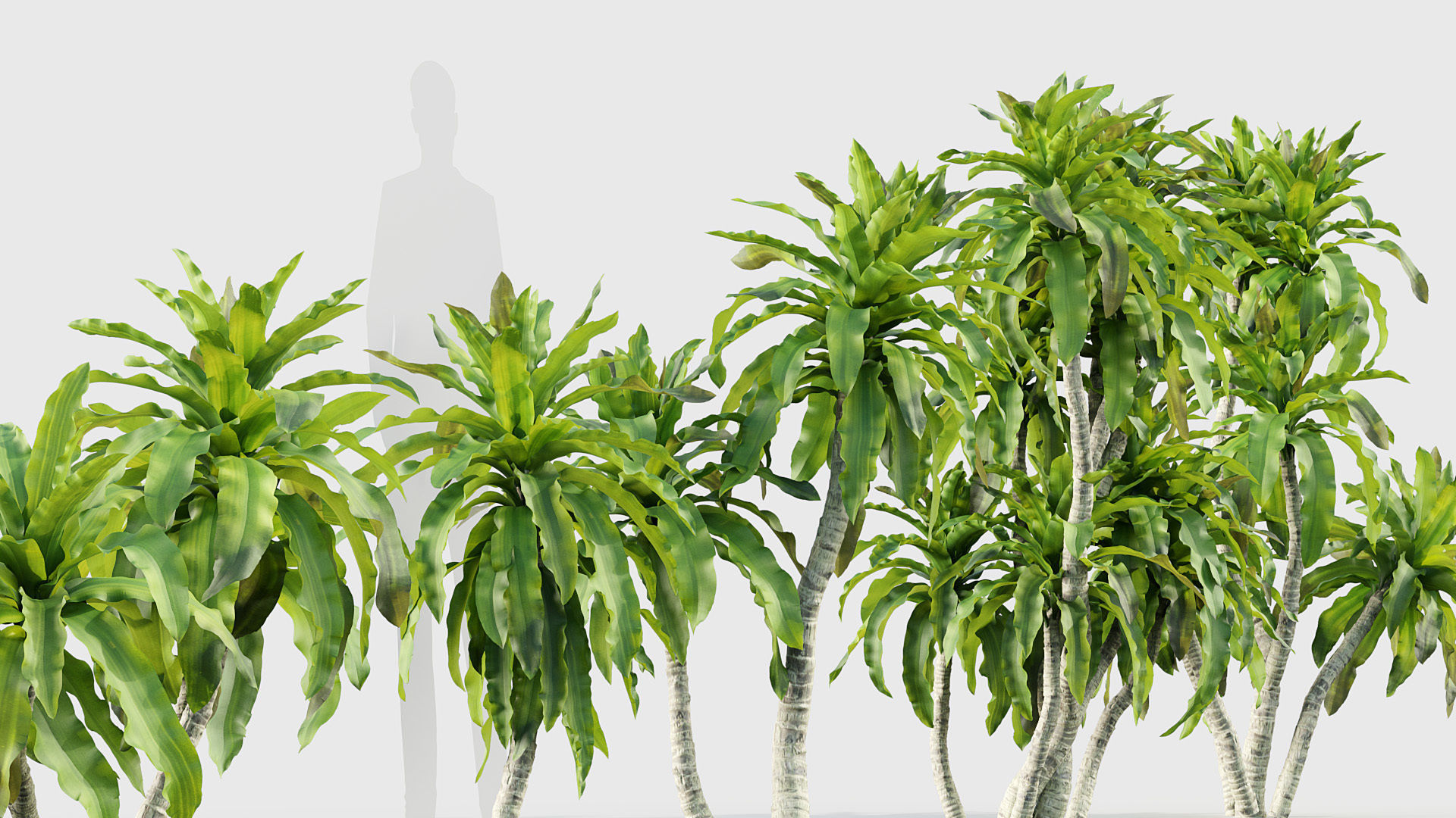 Dracaena aletriformis Dragon tree 3D model_6