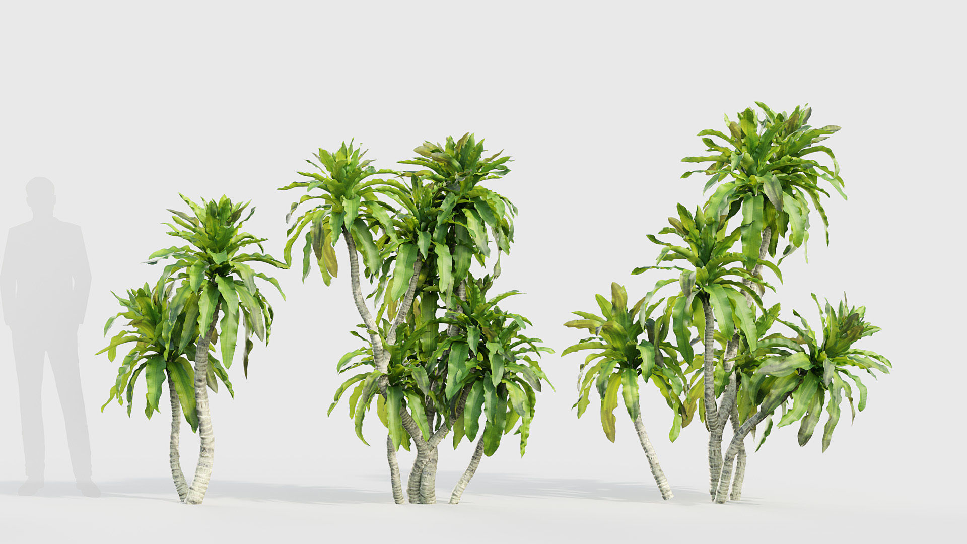 Dracaena aletriformis Dragon tree 3D model_3