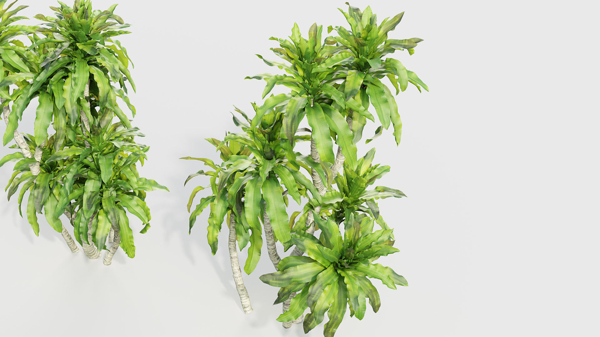 Dracaena aletriformis Dragon tree 3D model_4