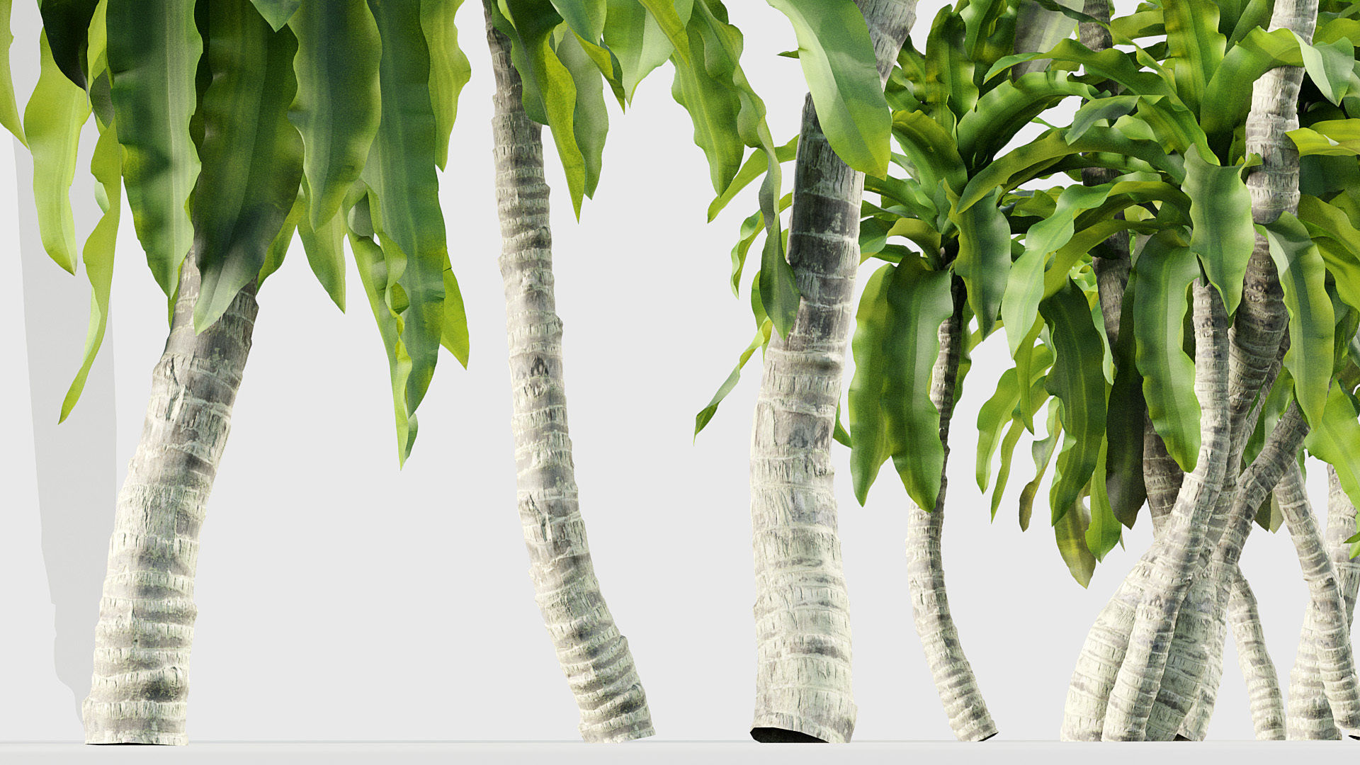 Dracaena aletriformis Dragon tree 3D model_7