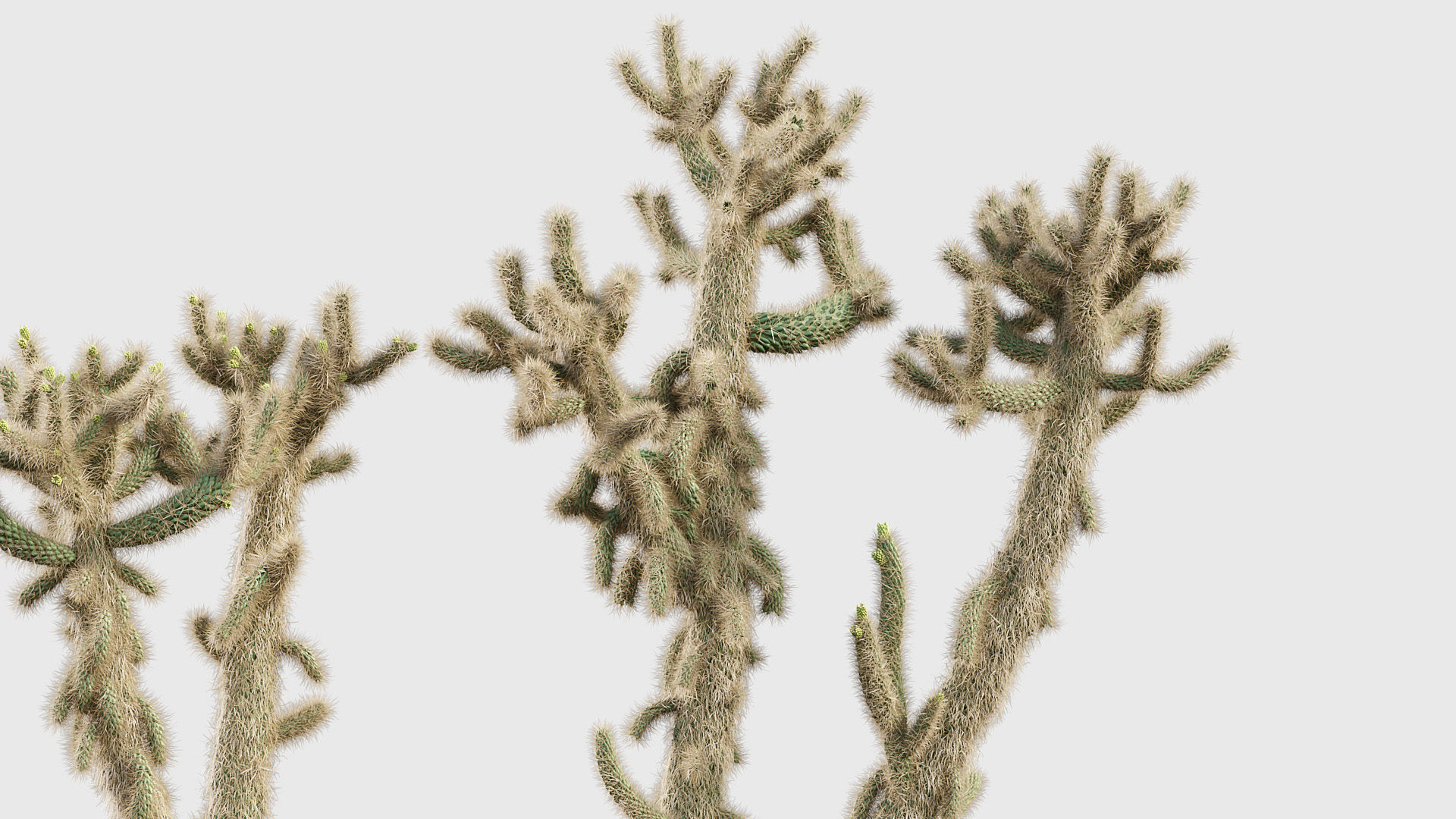 Cholla luminance Cylindropuntia imbricata 3D model_4