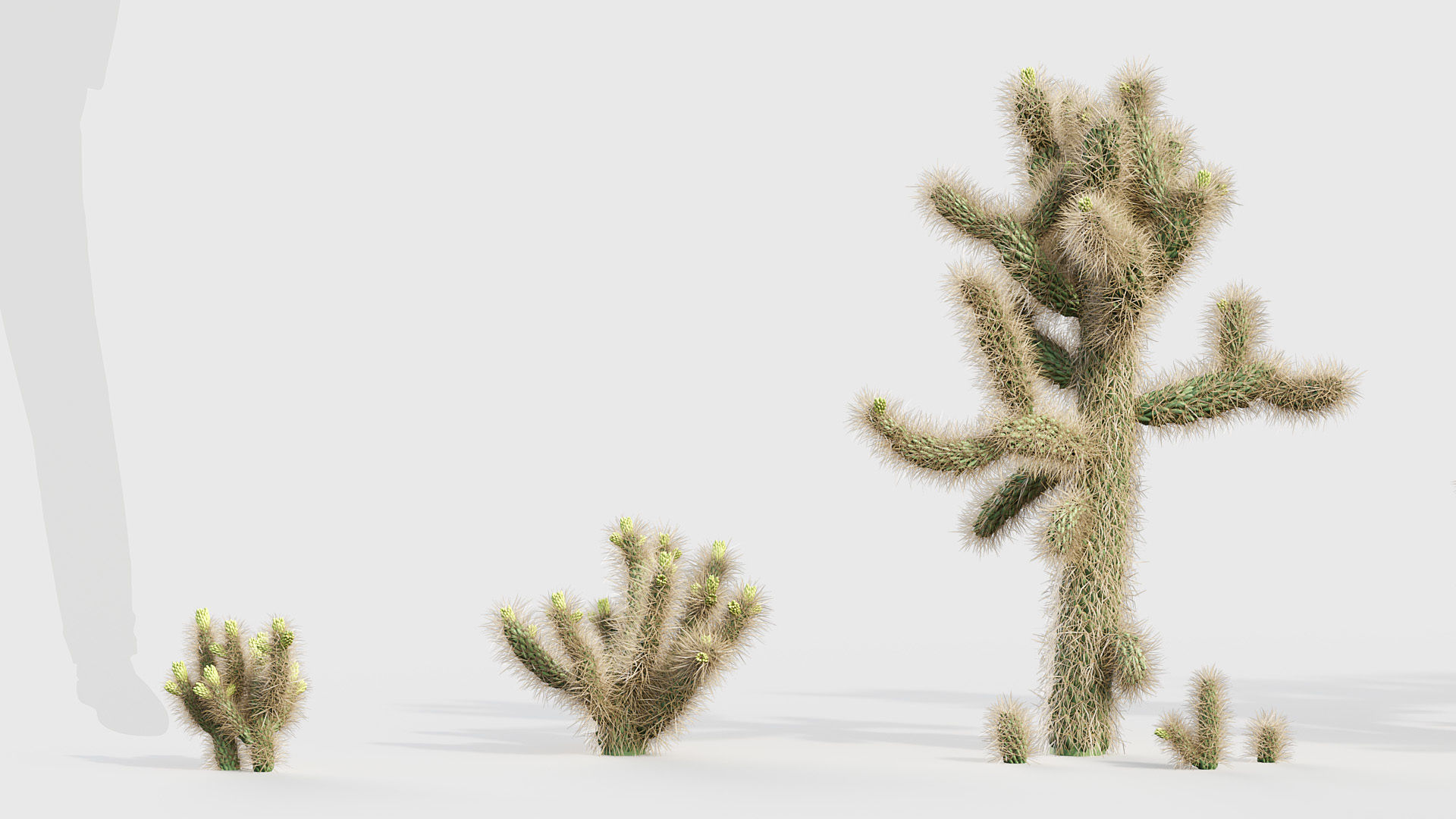 Cholla luminance Cylindropuntia imbricata 3D model_2