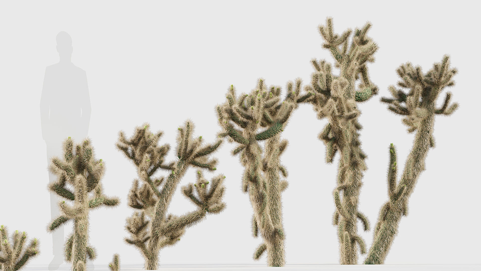 Cholla luminance Cylindropuntia imbricata 3D model_5