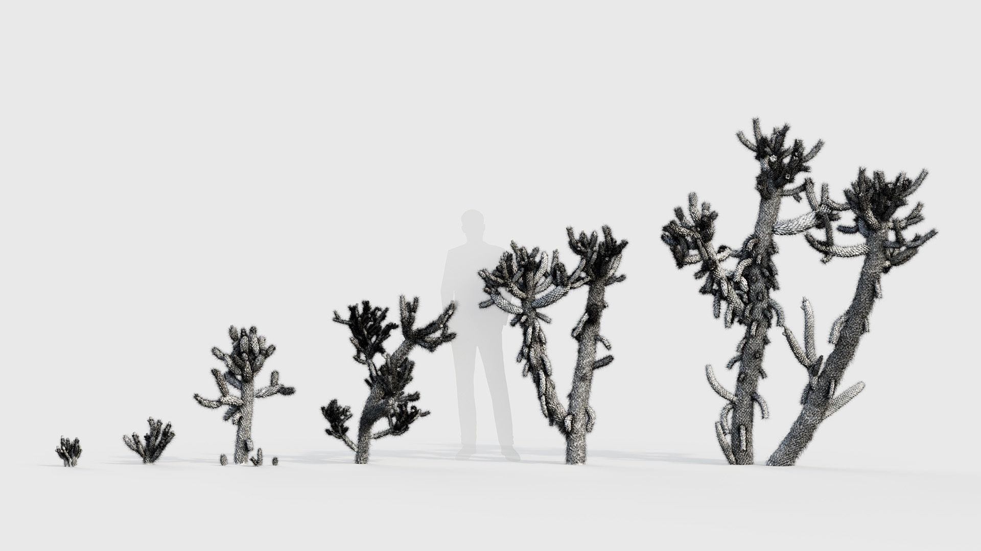 Cholla luminance Cylindropuntia imbricata 3D model_8