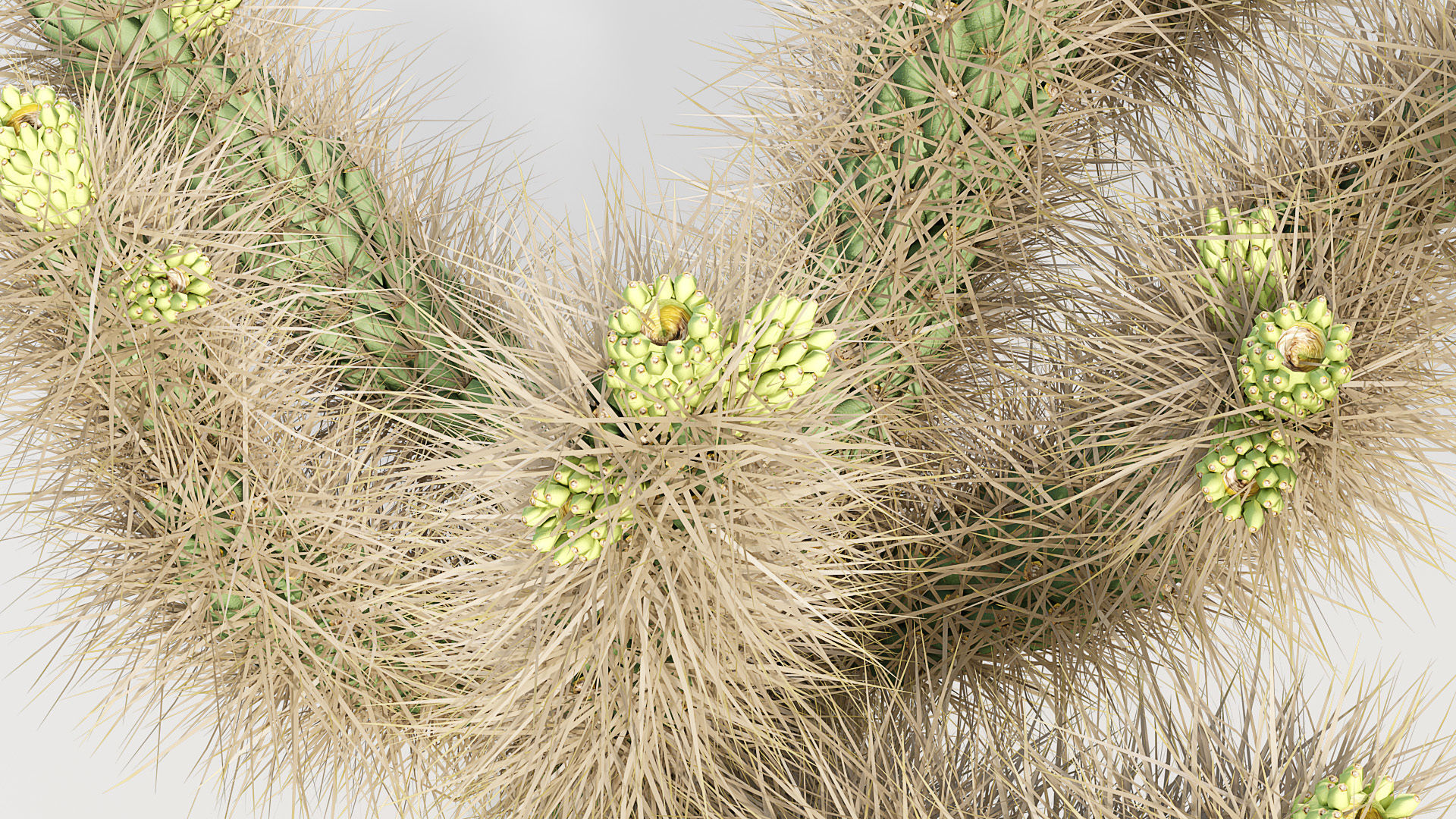 Cholla luminance Cylindropuntia imbricata 3D model_7