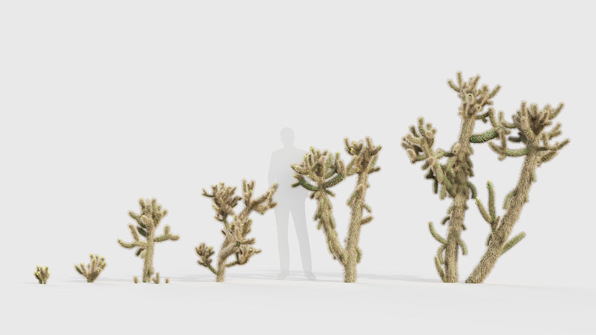 Cholla luminance Cylindropuntia imbricata 3D model_1