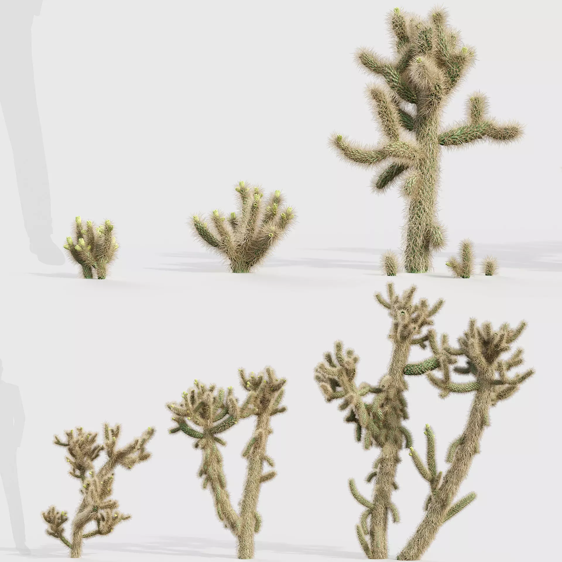 Cholla luminance Cylindropuntia imbricata 3D model_0