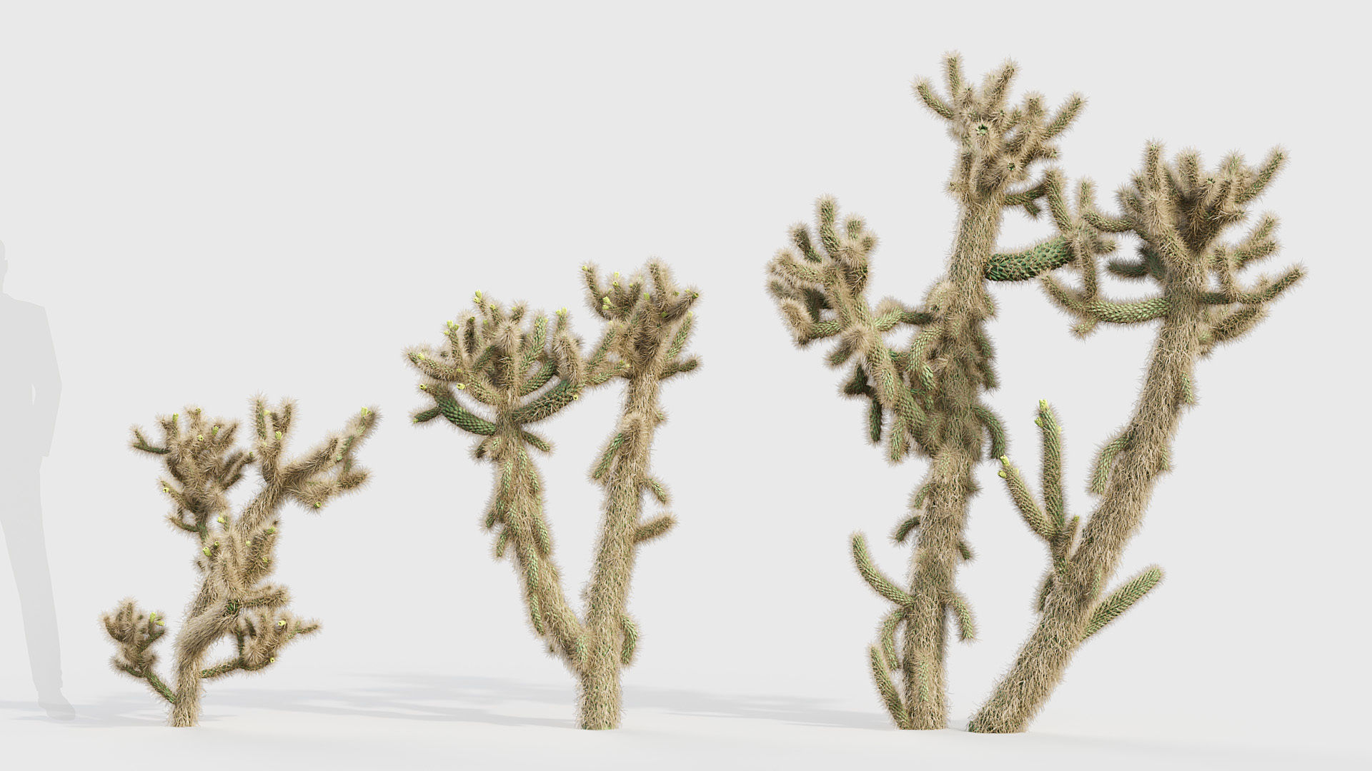 Cholla luminance Cylindropuntia imbricata 3D model_3