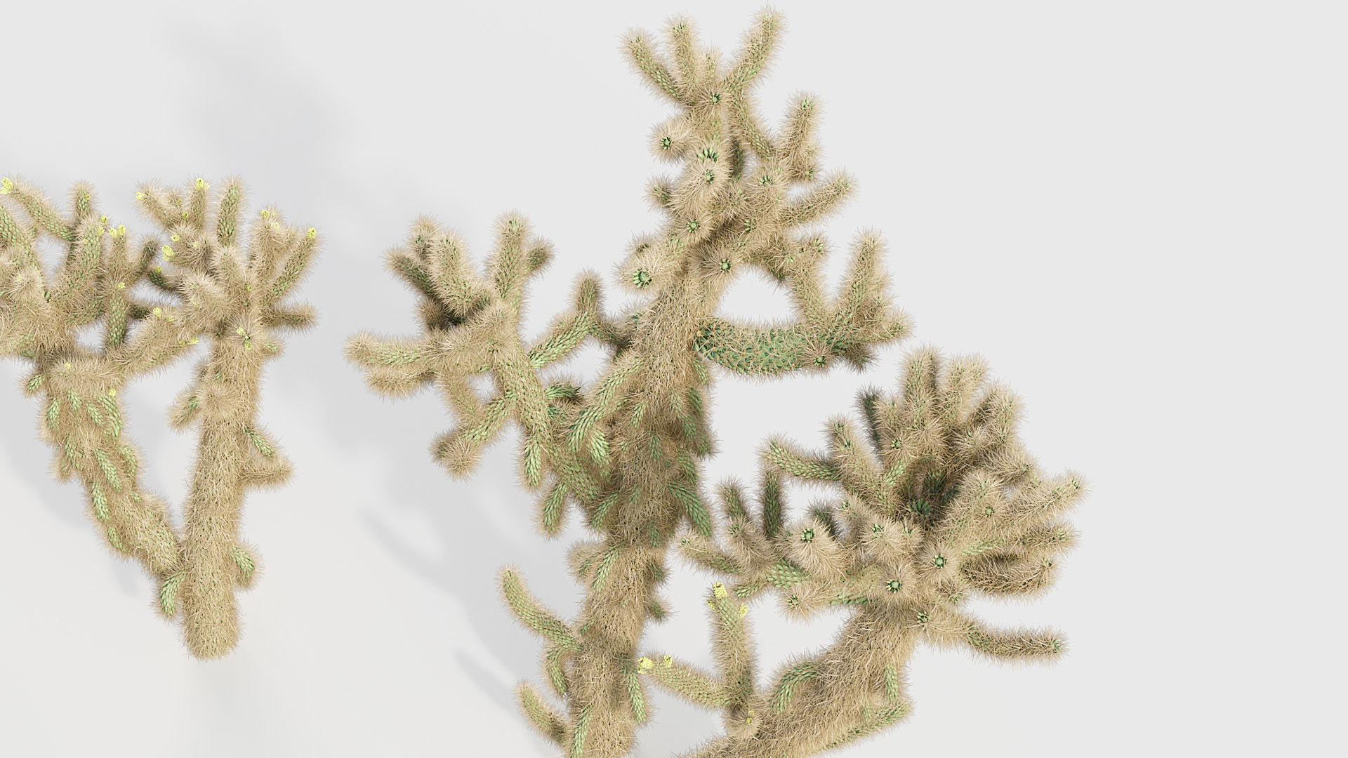 Cholla luminance Cylindropuntia imbricata 3D model_6