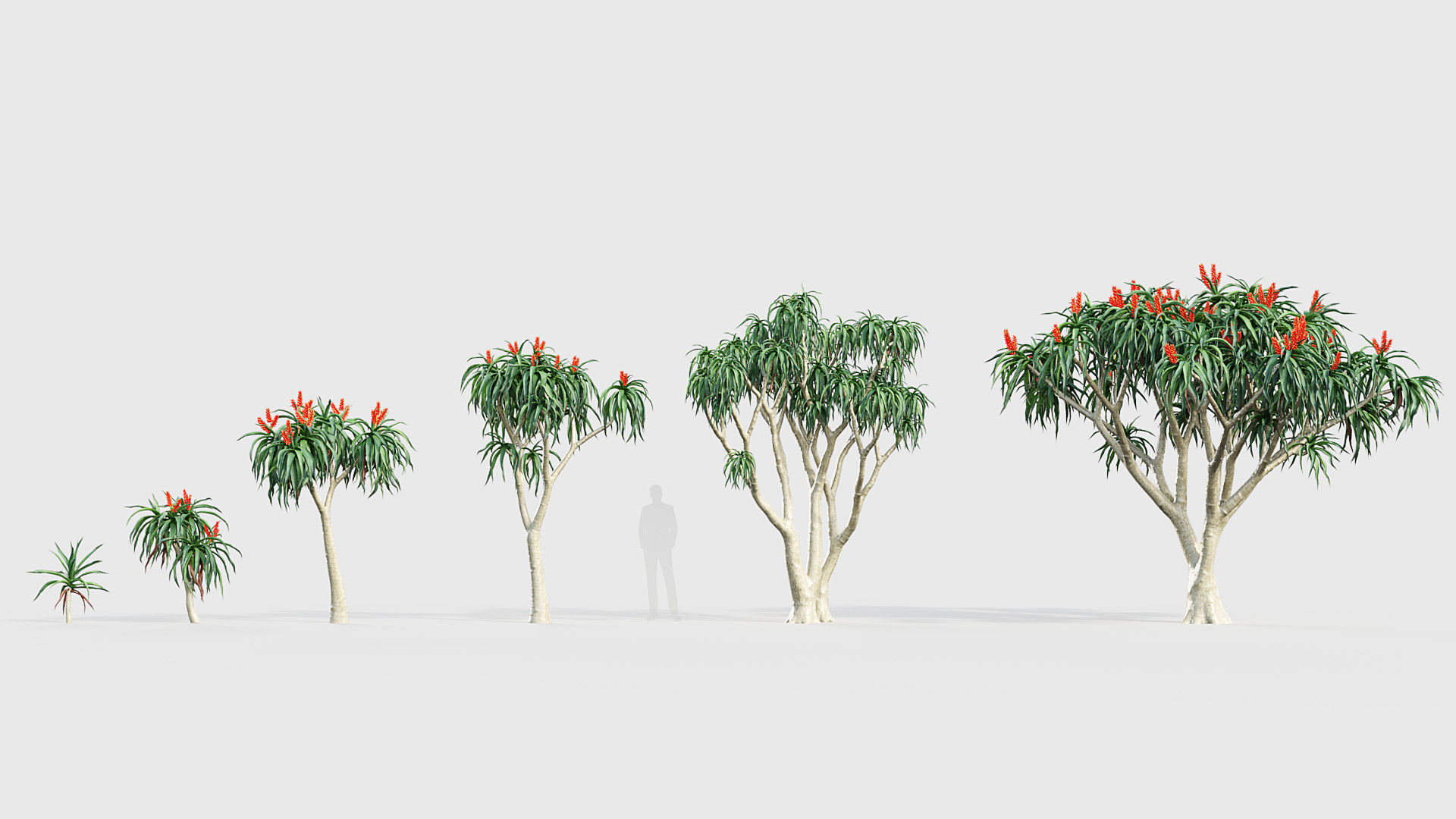Aloidendron barbera Tree Aloe 3D model_1