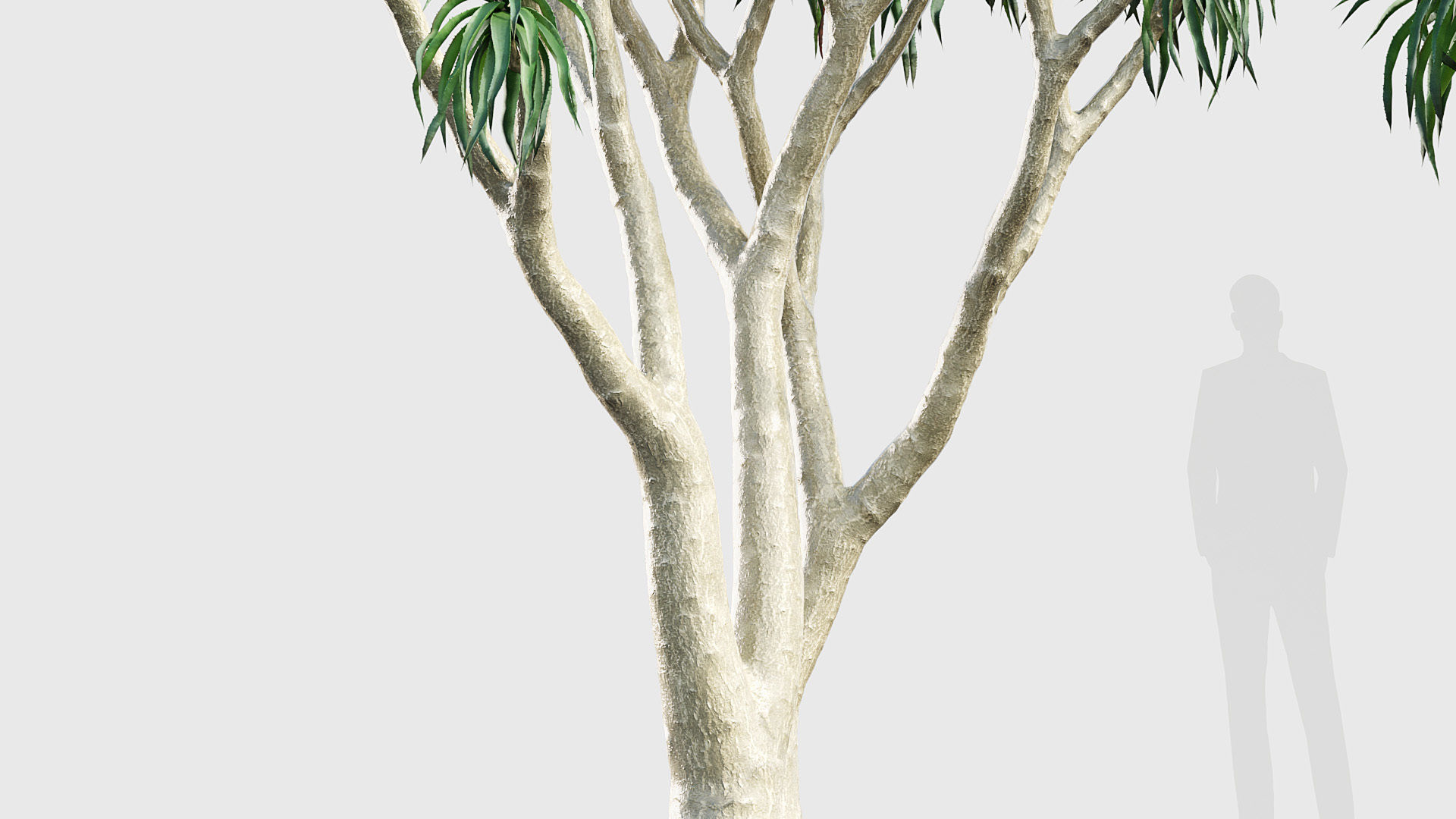 Aloidendron barbera Tree Aloe 3D model_4