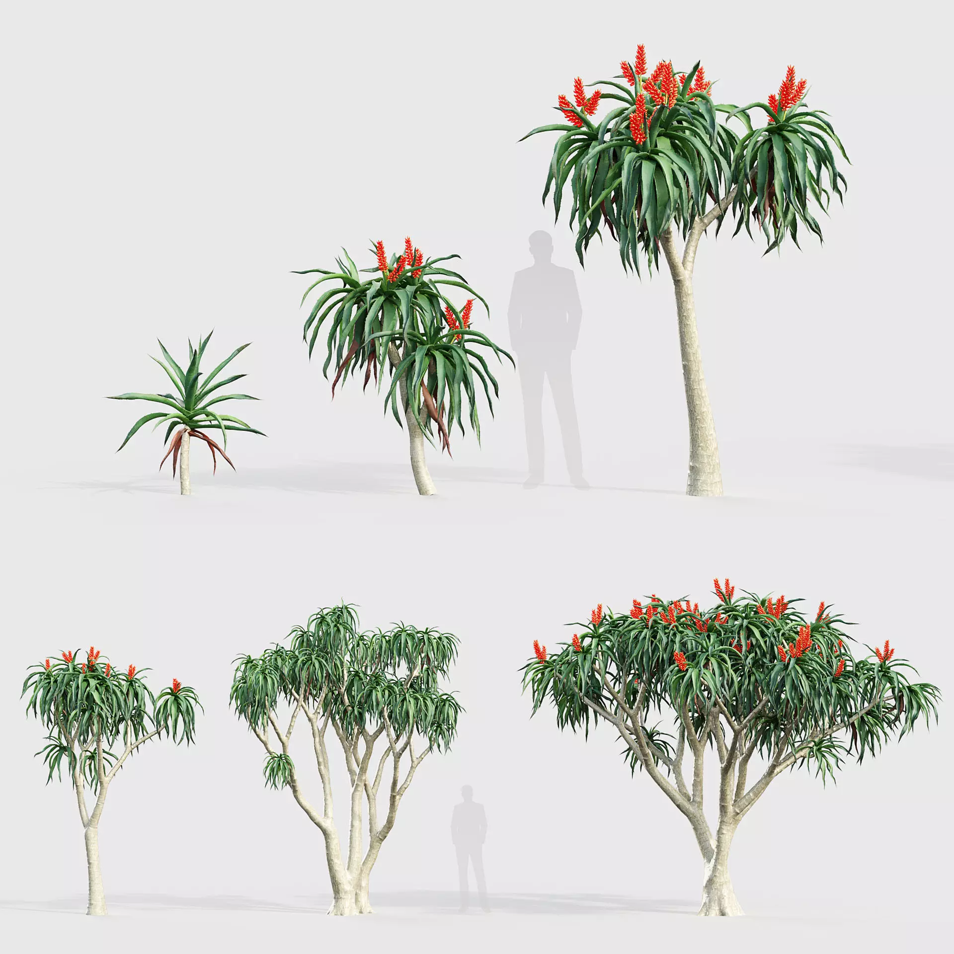 Aloidendron barbera Tree Aloe 3D model_0