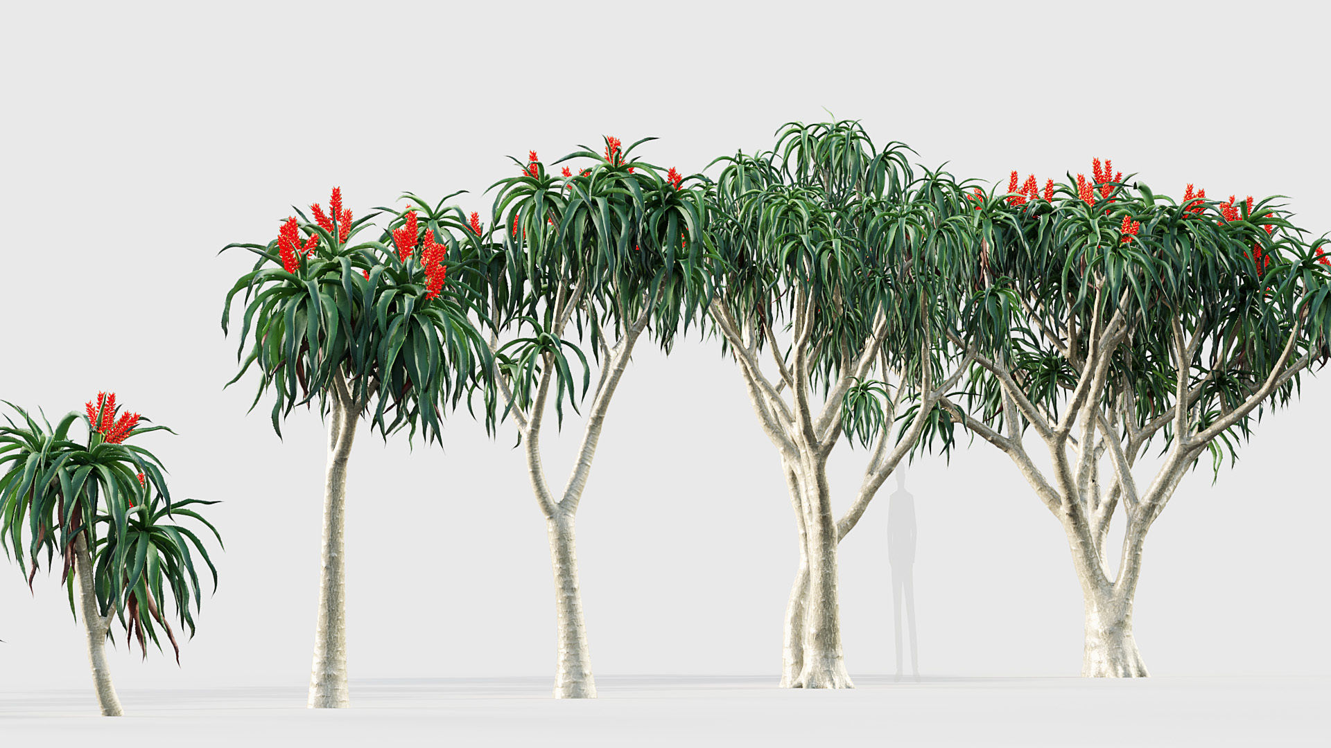 Aloidendron barbera Tree Aloe 3D model_6