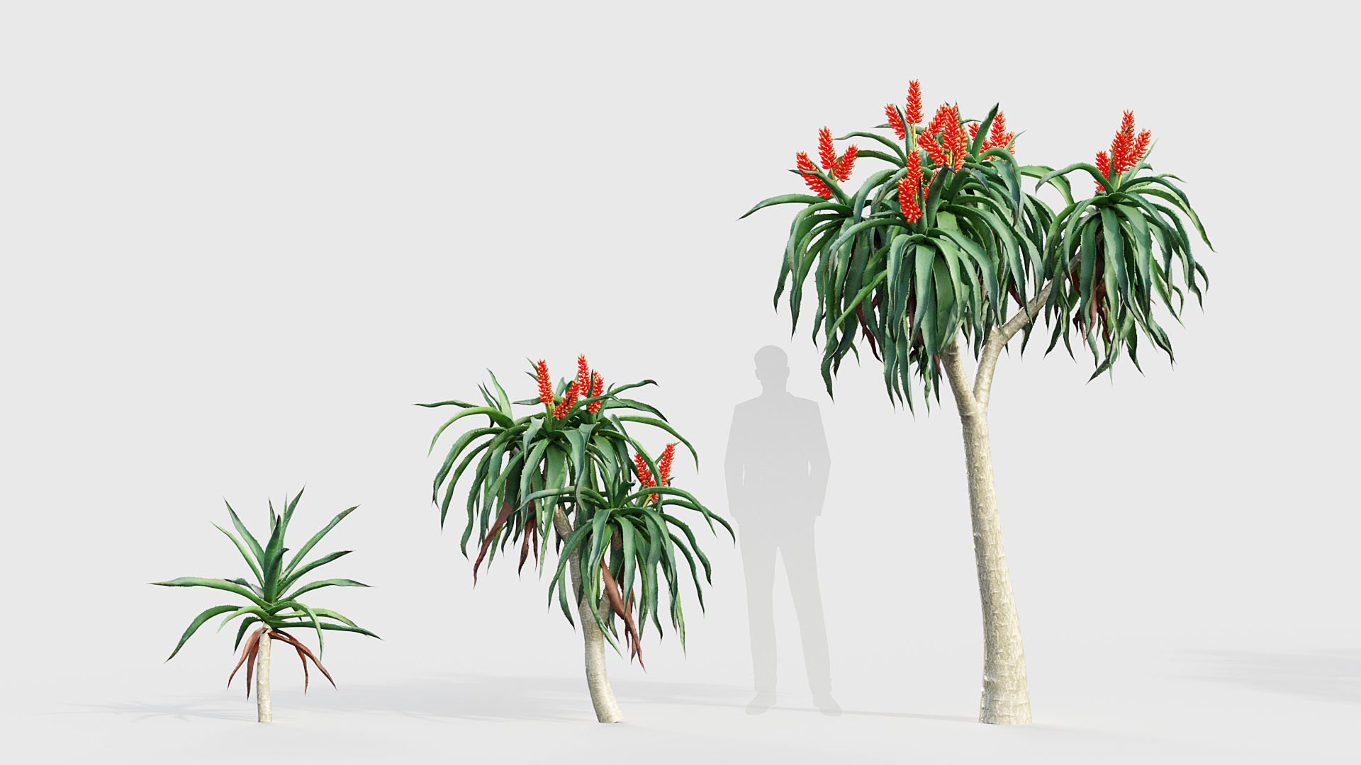 Aloidendron barbera Tree Aloe 3D model_2