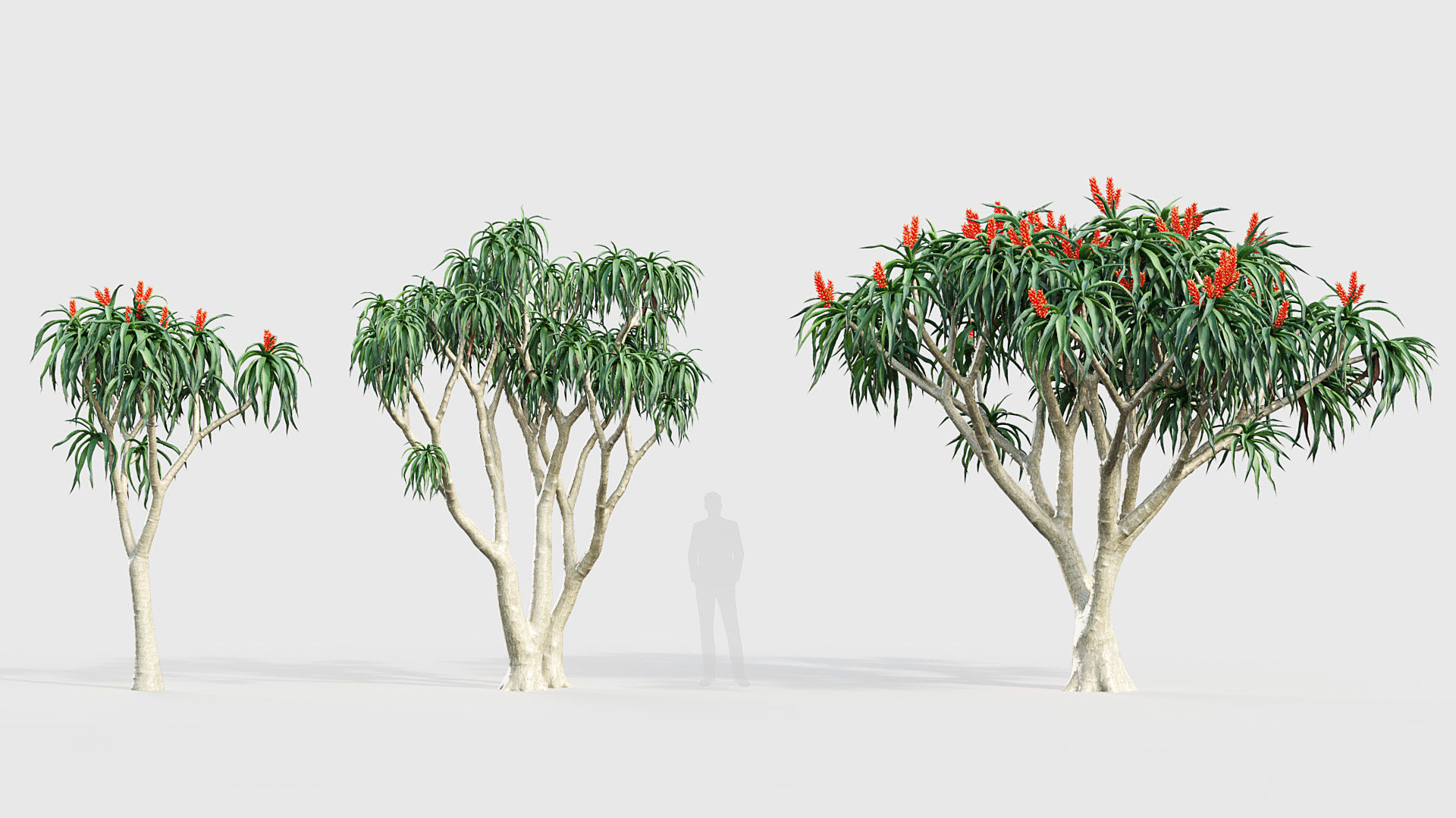 Aloidendron barbera Tree Aloe 3D model_3
