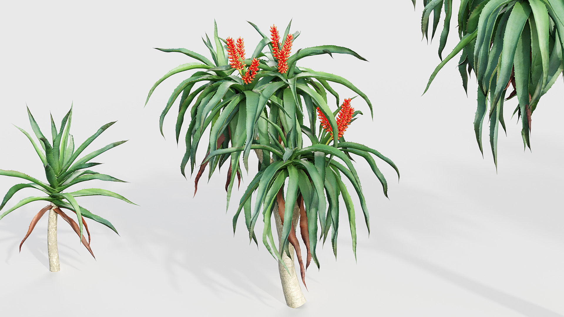 Aloidendron barbera Tree Aloe 3D model_7