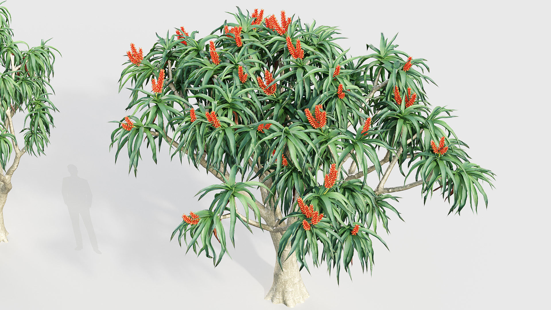 Aloidendron barbera Tree Aloe 3D model_5