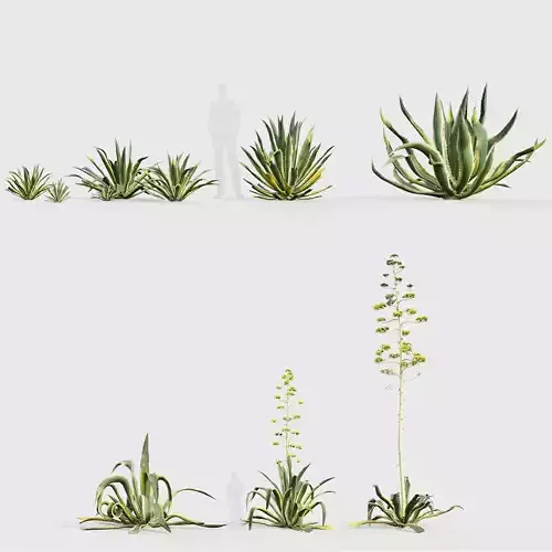 Agave americana American agave 3D model