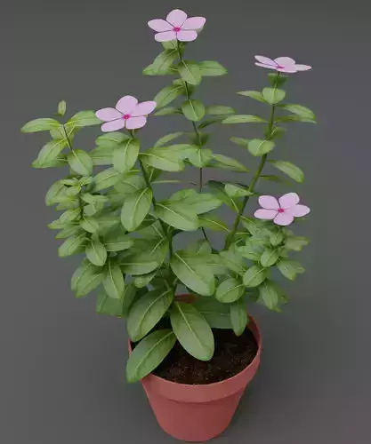 Madagascar Periwinkle flower Low-poly 3D model