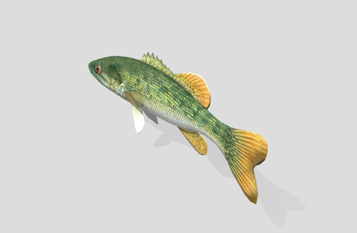Redeye Bass Realistic Animated Low-poly 3D model_9
