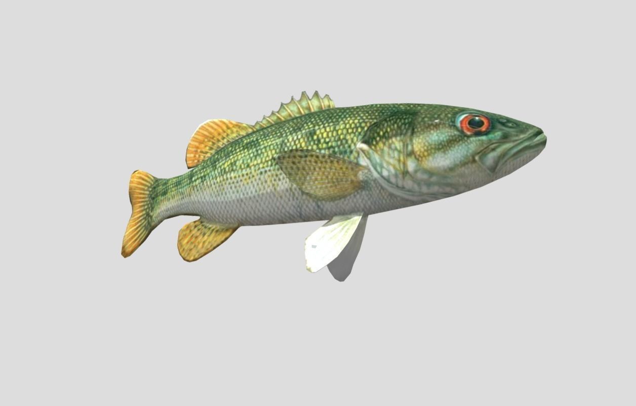 Redeye Bass Realistic Animated Low-poly 3D model_5