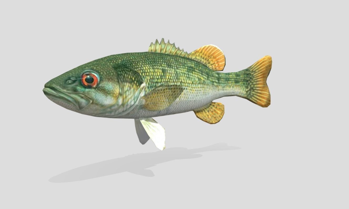 Redeye Bass Realistic Animated Low-poly 3D model_4