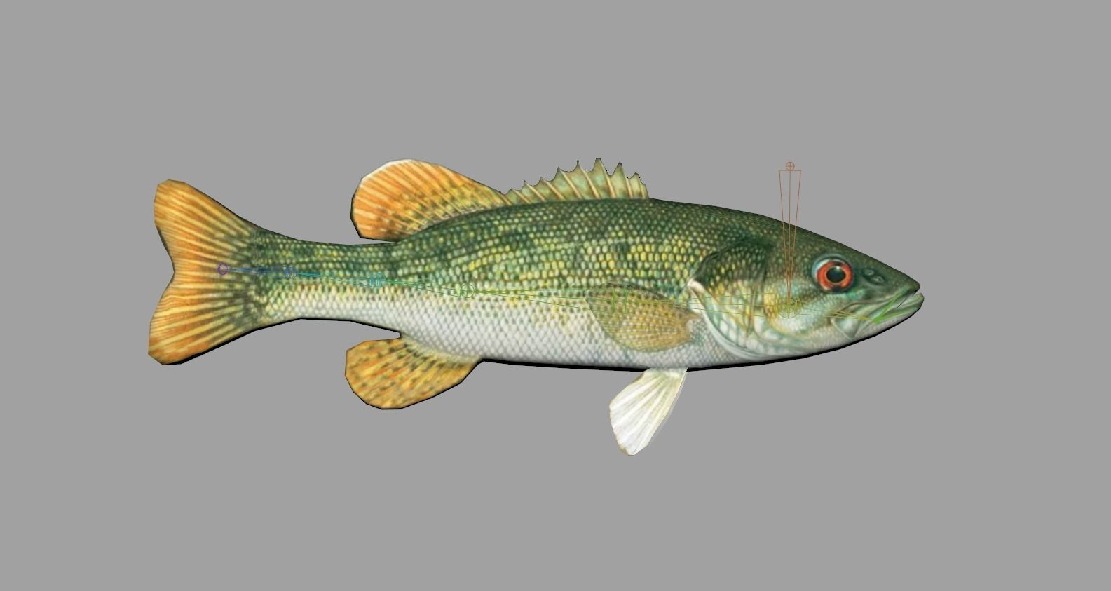 Redeye Bass Realistic Animated Low-poly 3D model_3