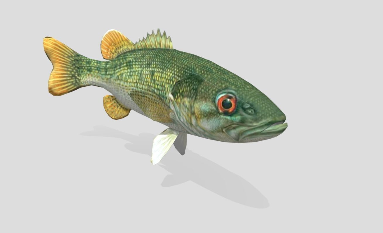 Redeye Bass Realistic Animated Low-poly 3D model_11