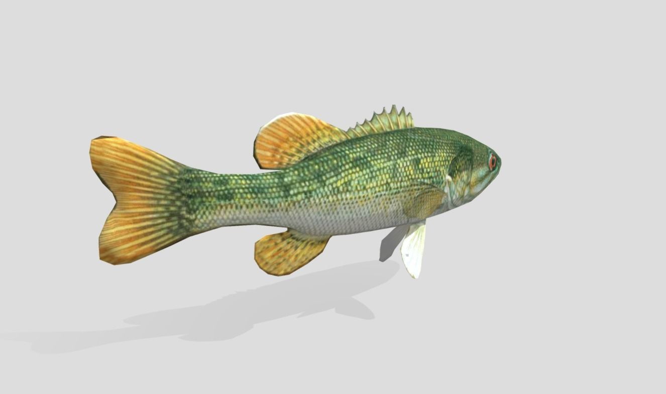 Redeye Bass Realistic Animated Low-poly 3D model_10