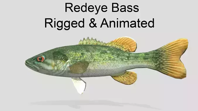 Redeye Bass Realistic Animated Low-poly 3D model