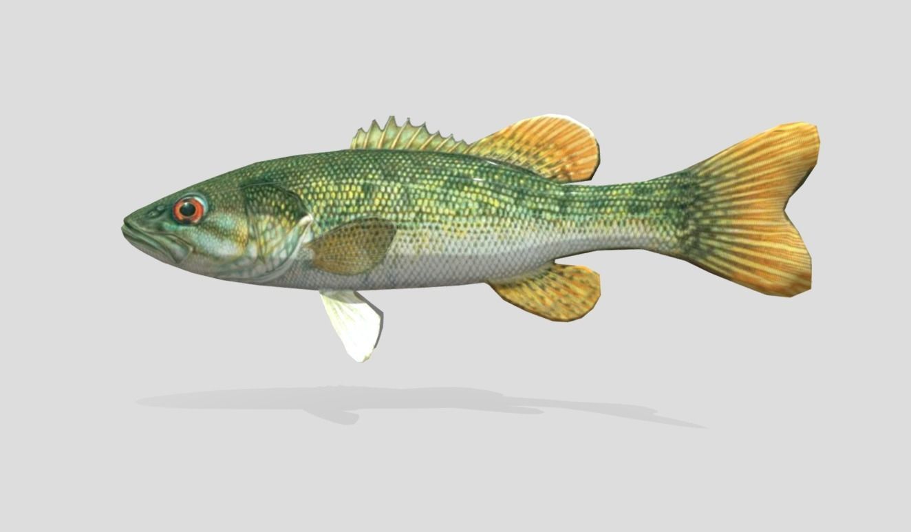 Redeye Bass Realistic Animated Low-poly 3D model_6