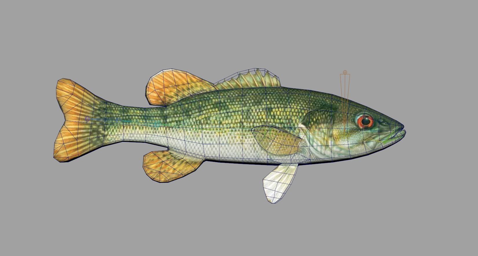 Redeye Bass Realistic Animated Low-poly 3D model_2