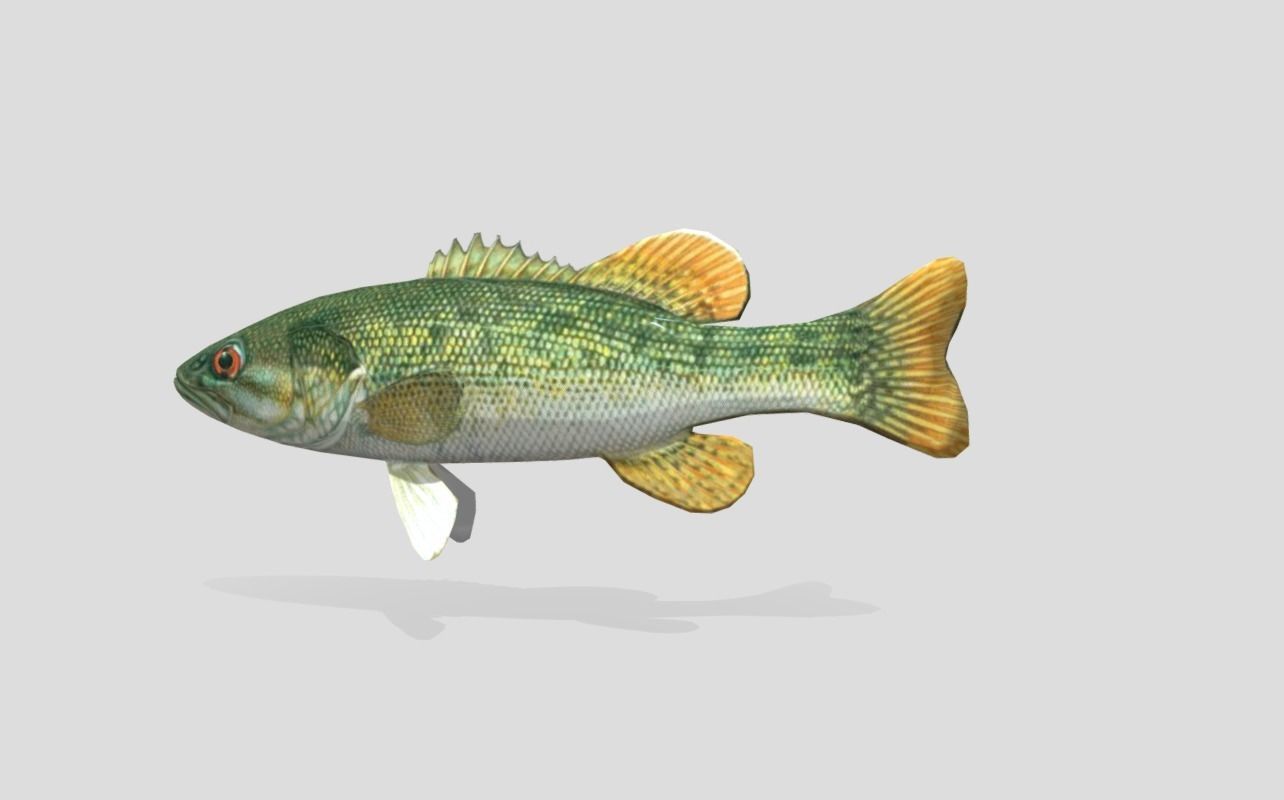 Redeye Bass Realistic Animated Low-poly 3D model_8