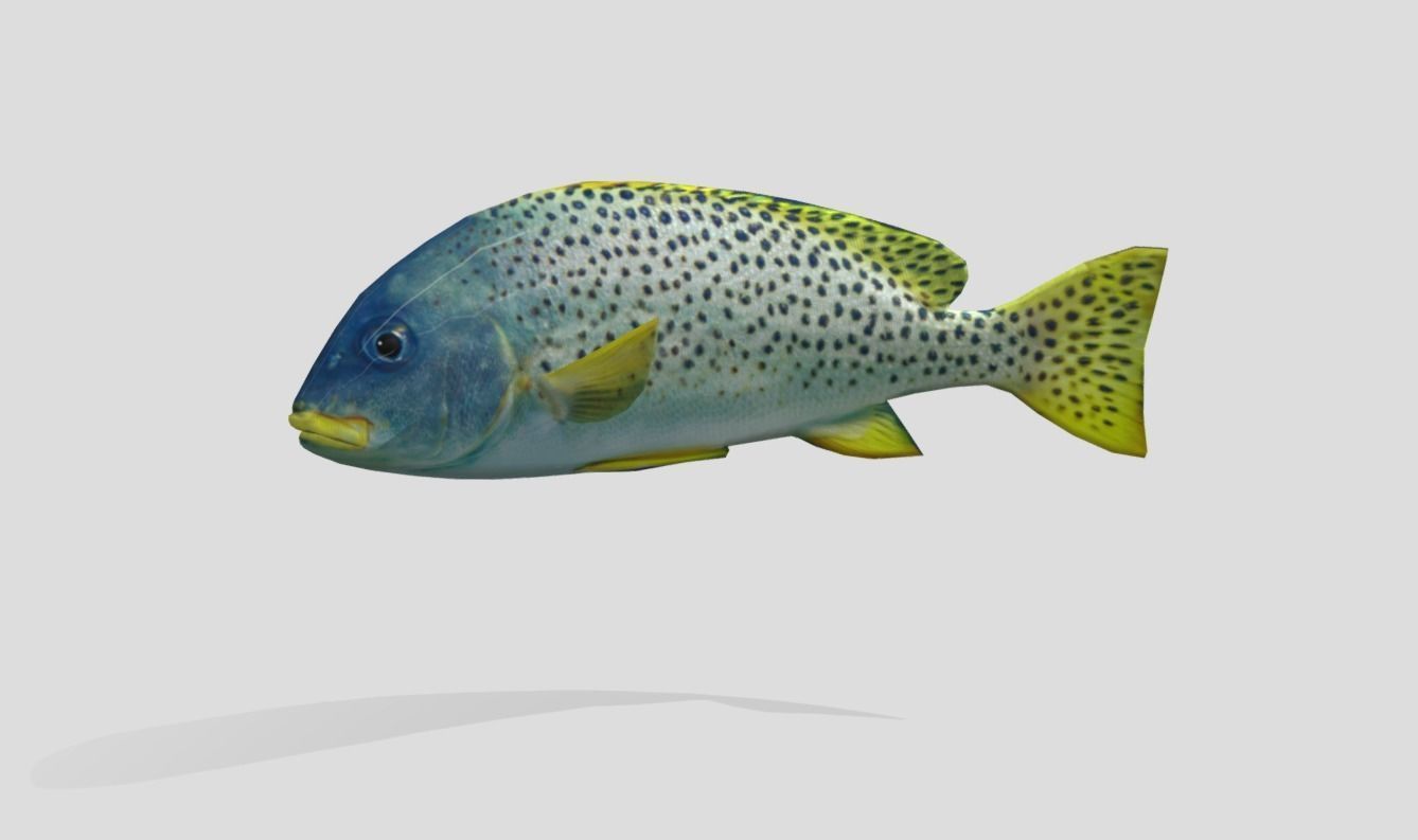 Blackspotted Sweetlips Realistic Animated Low-poly 3D model_7